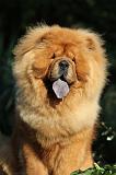 CHOW CHOW 341